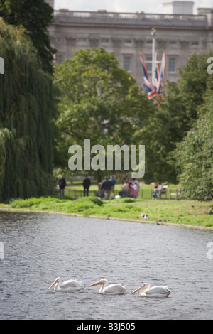 Resident Pelikane Paddeln im Wasser des St. James Park, Buckingham Palace und Union Jack-Flaggen im Hintergrund Stockfoto