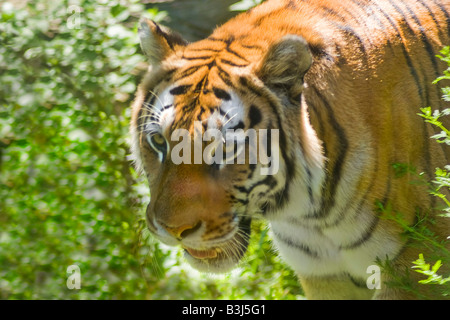 Ein wilder Tiger auf der Pirsch in einer natürlichen Umgebung Stockfoto