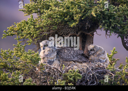 Große gehörnte Eule Nest Denali Nationalpark, Alaska Stockfoto