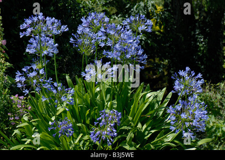 African Blue lily Agapanthus africanus Blumen beleuchtete in einem Garten Stockfoto