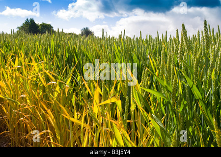 Eine frühe Maisfeld an einem Sommertag Stockfoto