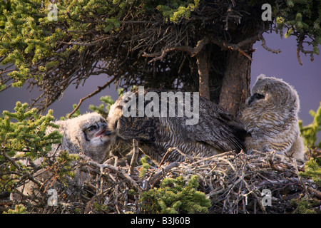 Große gehörnte Eule Nest Denali Nationalpark, Alaska Stockfoto