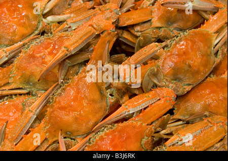 blaue Schwimmer Sand Krabben gekocht Stockfoto