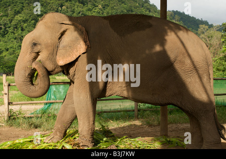 Asiatischer Elefant (Elephas Maximus) Fütterung an Elephant Nature Park, Nord-Thailand Stockfoto