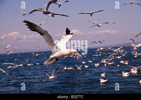 Gannet Sula Bassana über Wasser fliegen. Stockfoto