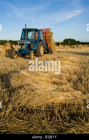 Oxfordshire Weizenfeld zeigt einen Traktor zu bewegen, die spezielle lange ergab sich beschneiden wird in Schrankfächern oder Stooks getrocknet. Stockfoto