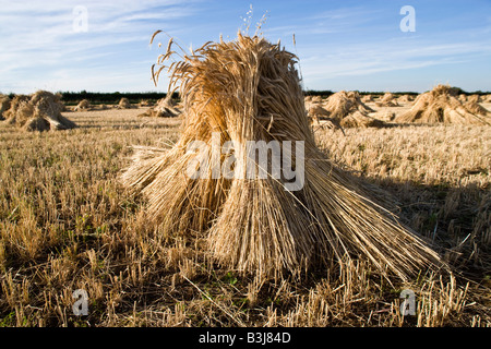 Oxfordshire Weizenfeld mit der speziellen lange stemmed Ernte, Trocknung in Garben oder Stooks für den Einsatz als Dach Thatch. Stockfoto