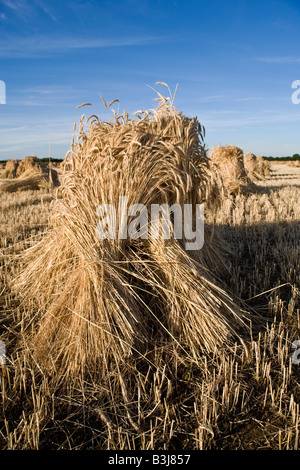 Oxfordshire Weizenfeld mit der speziellen lange stemmed Ernte, Trocknung in Garben oder Stooks für den Einsatz als Dach Thatch. Stockfoto