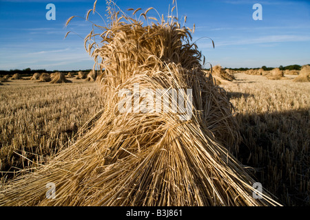 Oxfordshire Weizenfeld mit der speziellen lange stemmed Ernte, Trocknung in Garben oder Stooks für den Einsatz als Dach Thatch. Stockfoto