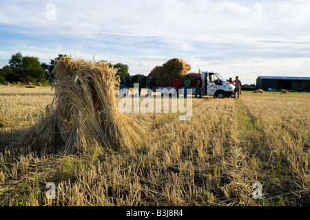 Oxfordshire Weizenfeld mit der speziellen lange stemmed Ernte, Trocknung in Garben oder Stooks für den Einsatz als Dach Thatch. Stockfoto