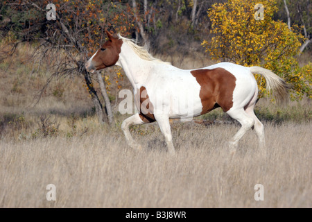 Indische Pferd Rennen in South Dakota Stockfoto