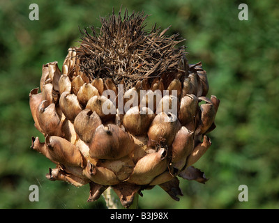 Kopf von Cynara Cardunculus getrocknet cardoon East ruston vicarage Garden Stockfoto