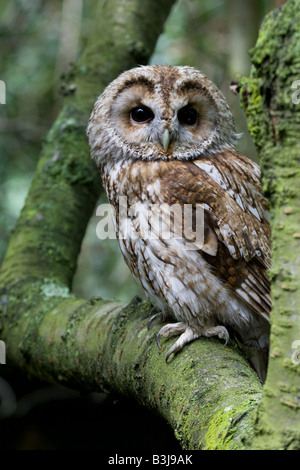 Waldkauz im Wald Stockfoto