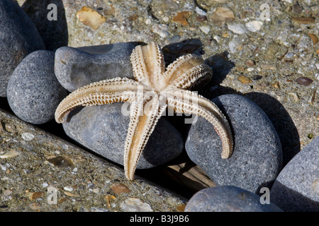 Seestern auf dem Kopfsteinpflaster Stockfoto