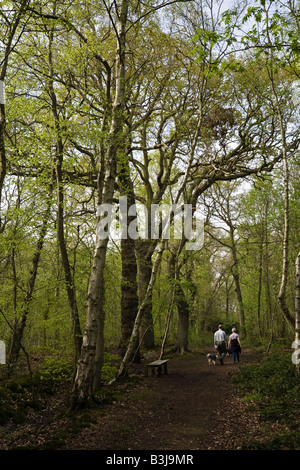 Paare, die in den Pinienwäldern (Woodland Trust), Woodhall Spa, Lincolnshire, England Stockfoto