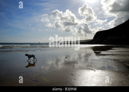 Hund am Sandstrand in Cornwall Stockfoto