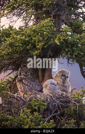 Große gehörnte Eule Nest Denali Nationalpark, Alaska Stockfoto