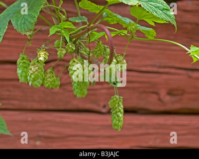 Gemeinsamen Hopfen Humulus Lupulus mit Blume Kegel Hopfen Kletterpflanze aus der Familie der Hanfgewächse mit einer roten Block-Hütte im Hintergrund Stockfoto