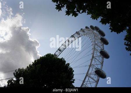 Die 135 m (443 ft) London Eye durchschaut Sommer Baum Laub auf der South Bank Millennium Walk in Waterloo Stockfoto