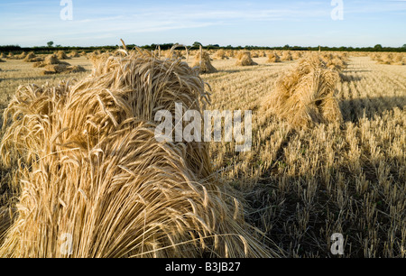 Oxfordshire Weizenfeld mit der speziellen lange stemmed Ernte, Trocknung in Garben oder Stooks für den Einsatz als Dach Thatch. Stockfoto