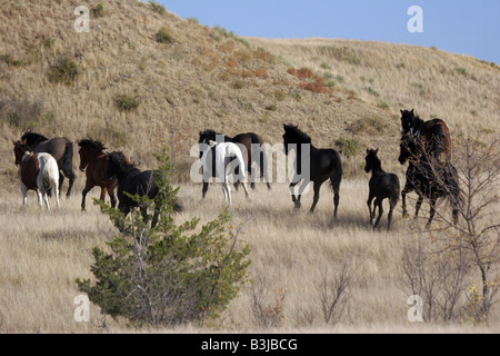 Indische Pferde laufen in South Dakota Stockfoto