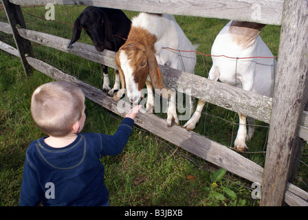 Fütterung der Ziegen Stockfoto