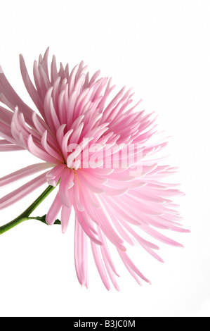 Detail der rosa Chrysanthemenblüte isoliert auf weiss Stockfoto