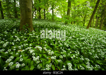 England, Yorkshire, Yorkshire Dales National Park. Eine Decke von Bärlauch Bärlauch in Strid Wood Teil des Anwesens Bolton Abbey Stockfoto