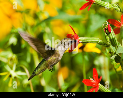 Ein Rubin-throated Kolibri ernährt sich von Royal Leimkraut (Silene Regia) Pflanze. Stockfoto