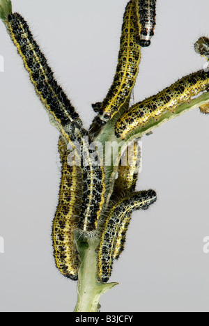 Raupen von einem großen weißen Schmetterling Pieris Brassicae auf versammelt auf abgespeckte Kohl Stamm Stockfoto