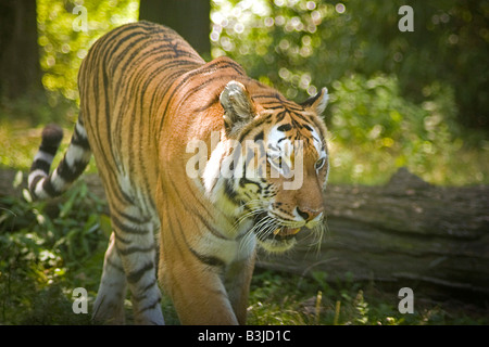 Ein wilder Tiger auf der Pirsch in einer natürlichen Umgebung Stockfoto