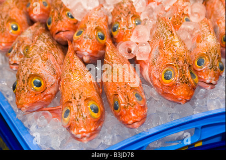 große Augen Rotbarsch Helicolenus Bharathi große Stockfoto