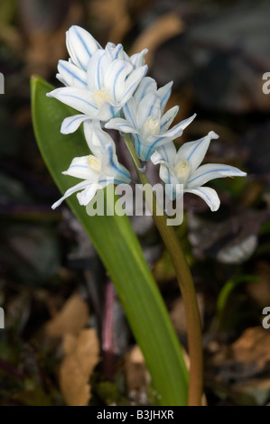 Nahaufnahme der Sibirische Blaustern Scilla sibirica Stockfoto