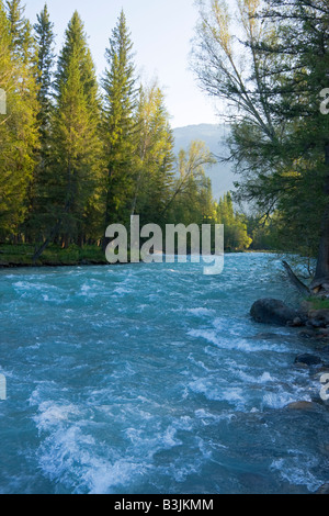 Große schnelle Bergfluss im Wald, Altai, Russland Stockfoto