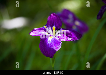 violette Iris, Butchart Gardens, Brentwood Bay, Vancouver Island, British Columbia, Kanada Stockfoto