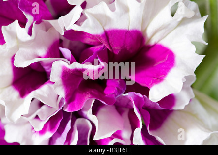 Lila und weißen gefüllte Petunie Purple Pirouette F1-Blüte Stockfoto