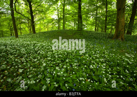 England, Yorkshire, Yorkshire Dales National Park. Eine Decke von Bärlauch Bärlauch in Strid Wood Teil des Anwesens Bolton Abbey Stockfoto