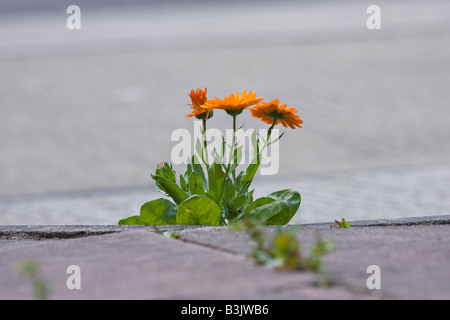 Ringelblume-Pflanze wächst durch Lücke im Pflaster Stockfoto