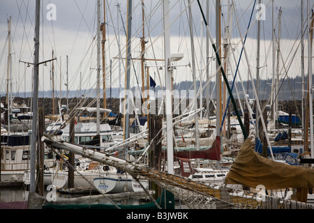 Ein Meer aus Masten von Segelbooten in der Marina von Port Townsend Stockfoto