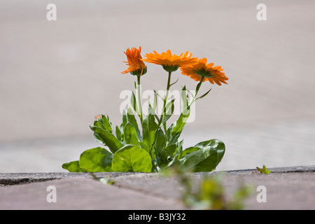 Ringelblume-Pflanze wächst durch Lücke im Pflaster Stockfoto