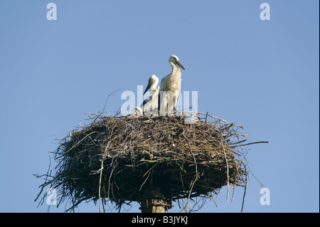 Störche auf ihrem Nest an der Spitze einer eigens dafür gebauten Stange in der Nähe von Plateliai im Nationalpark Žemaitija Litauen Stockfoto