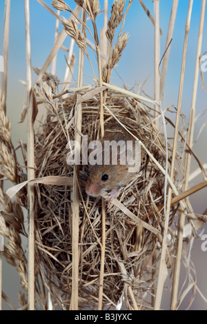 Lese Maus Micromys Minutus am nisten Potton Bedfordshire Stockfoto