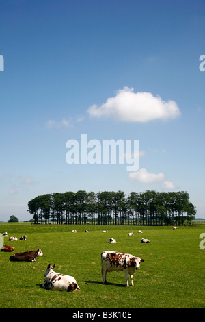 Juli 2008 - Kühe in einem Feld in der Normandie Frankreich Stockfoto