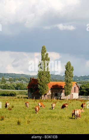 Juli 2008 - Kühe in einem Feld in der Normandie Frankreich Stockfoto