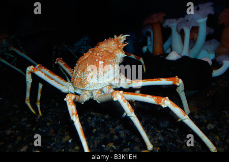 Japanische Seespinne Macrocheira Kaempferi in Gefangenschaft Stockfoto