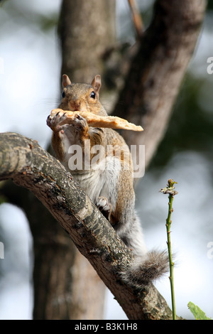 Eine graue Eichhörnchen auf dem Ast eines Baumes essen ein großes Stück Brot, die es aus einer Mülltonne in Großbritannien aufgeräumt hat Stockfoto