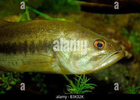 Forellenbarsch Micropterus Salmoides Florida Stockfoto