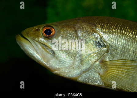 Forellenbarsch Micropterus Salmoides Florida Stockfoto