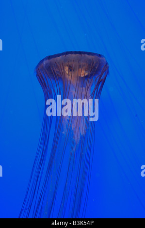 Chrysaora melanaster Pazifischen Meer Brennessel captive Stockfoto