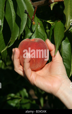 Peach Orchard Western Michigan USA Stockfoto